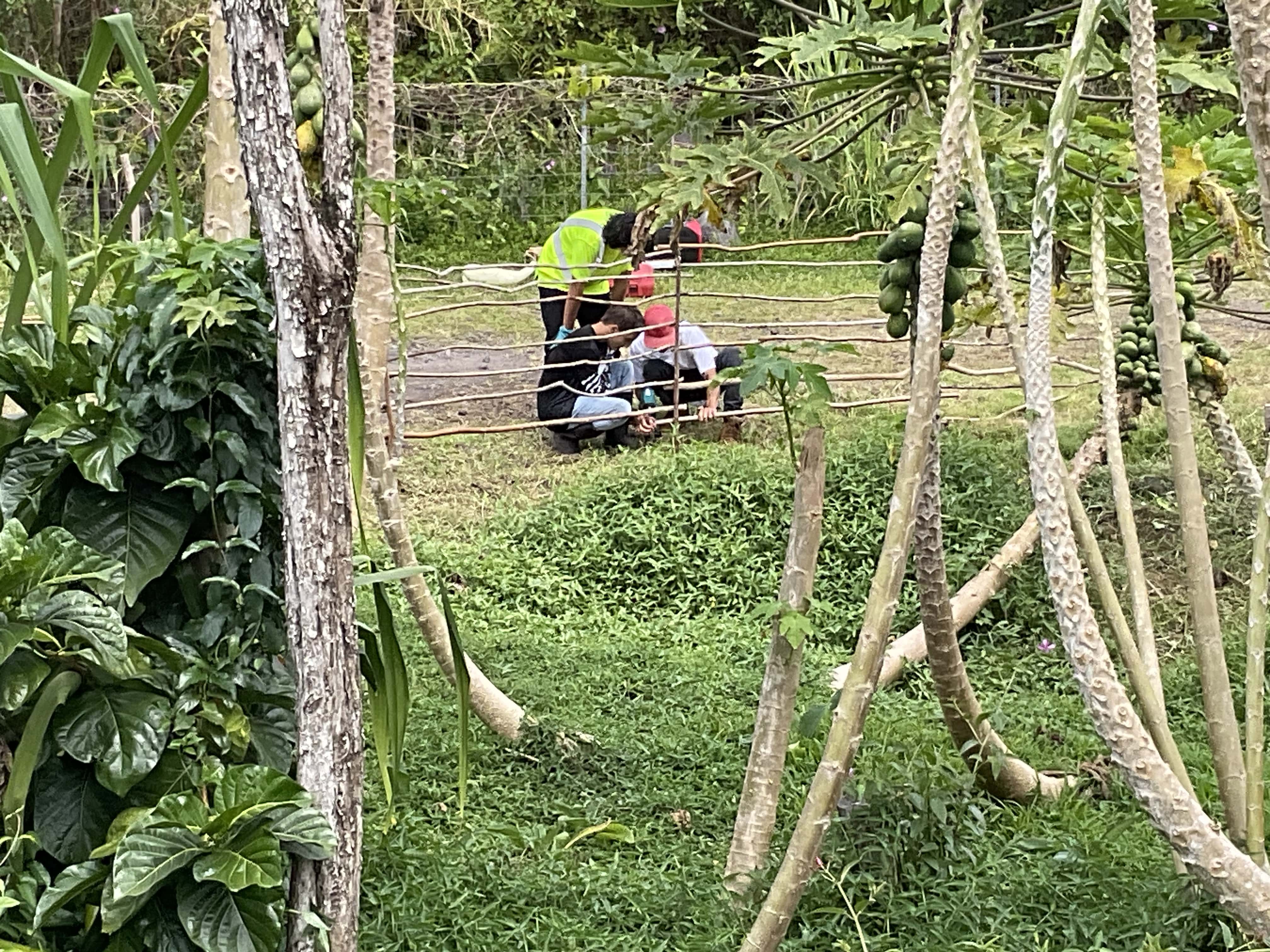 Kaʻūmana